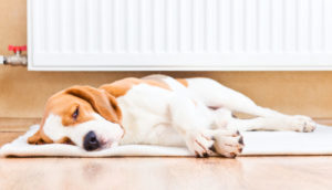 Comfort Dog Pet Furnace Heat